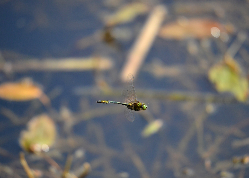 飛んでるトンボ