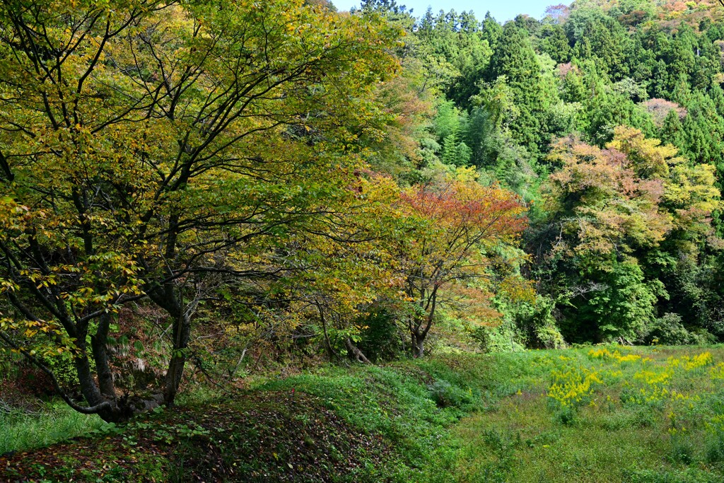 秋の風景