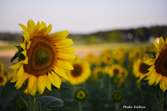 Sonnenblumen 1