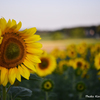 Sonnenblumen 1