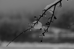 また雪〜