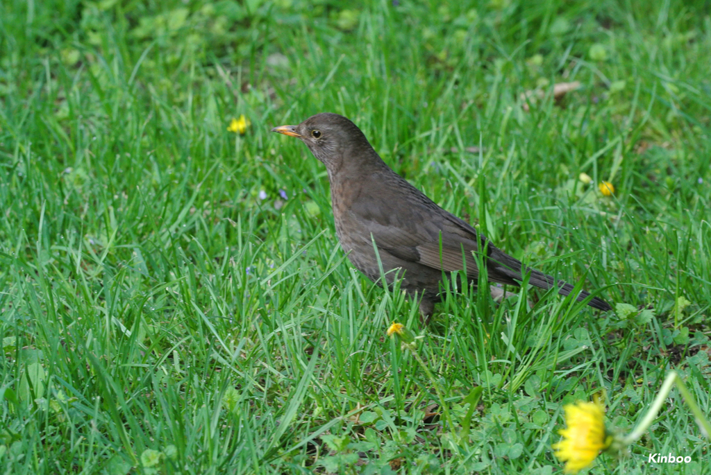 クロータドリ　雌