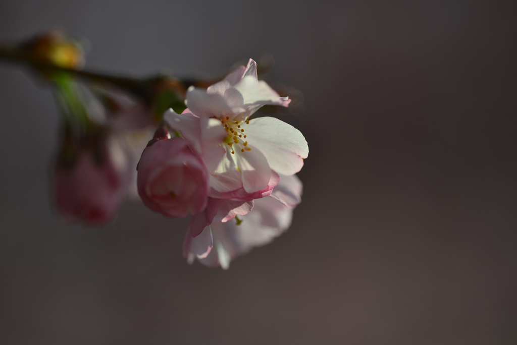スイスの桜１