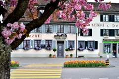 スイスの八重桜１