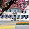 スイスの八重桜１