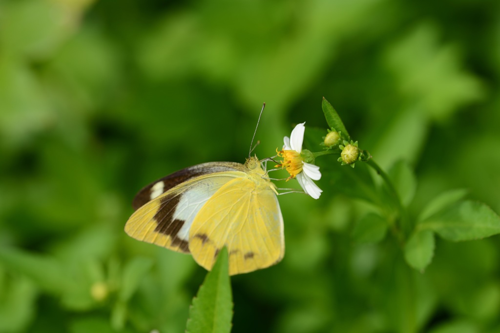 ナミエシロチョウ