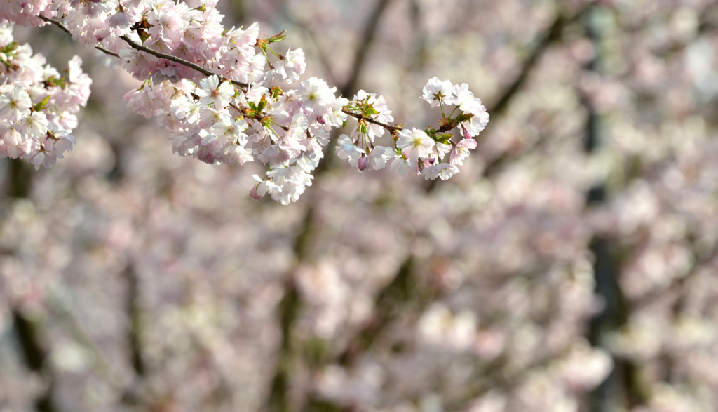 スイスの桜４