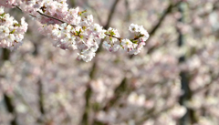 スイスの桜４