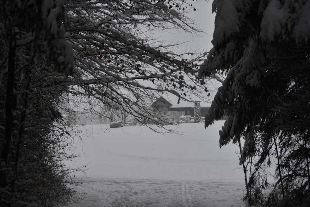 雪道散歩２