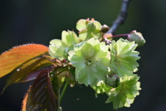 佐渡の桜