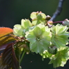 佐渡の桜