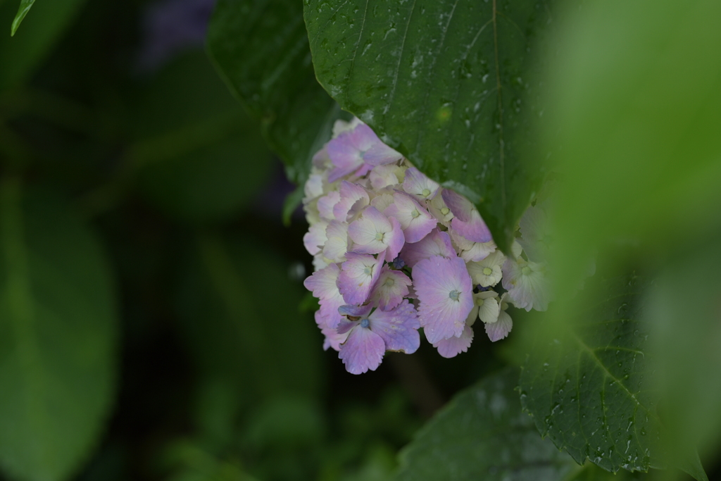 雨の紫陽花