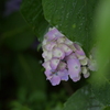 雨の紫陽花