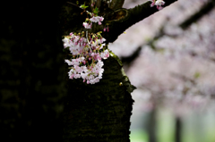 スイスの桜　５