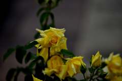 雨の薔薇