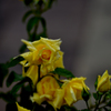 雨の薔薇