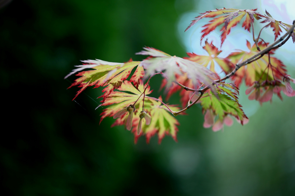 紅葉　１