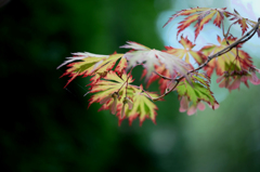 紅葉　１