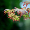 紅葉　１