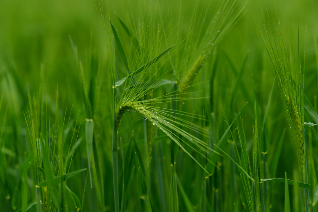 雨中麦