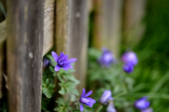 顔をのぞかせて