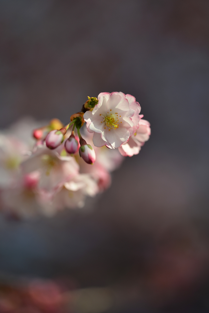スイスの桜