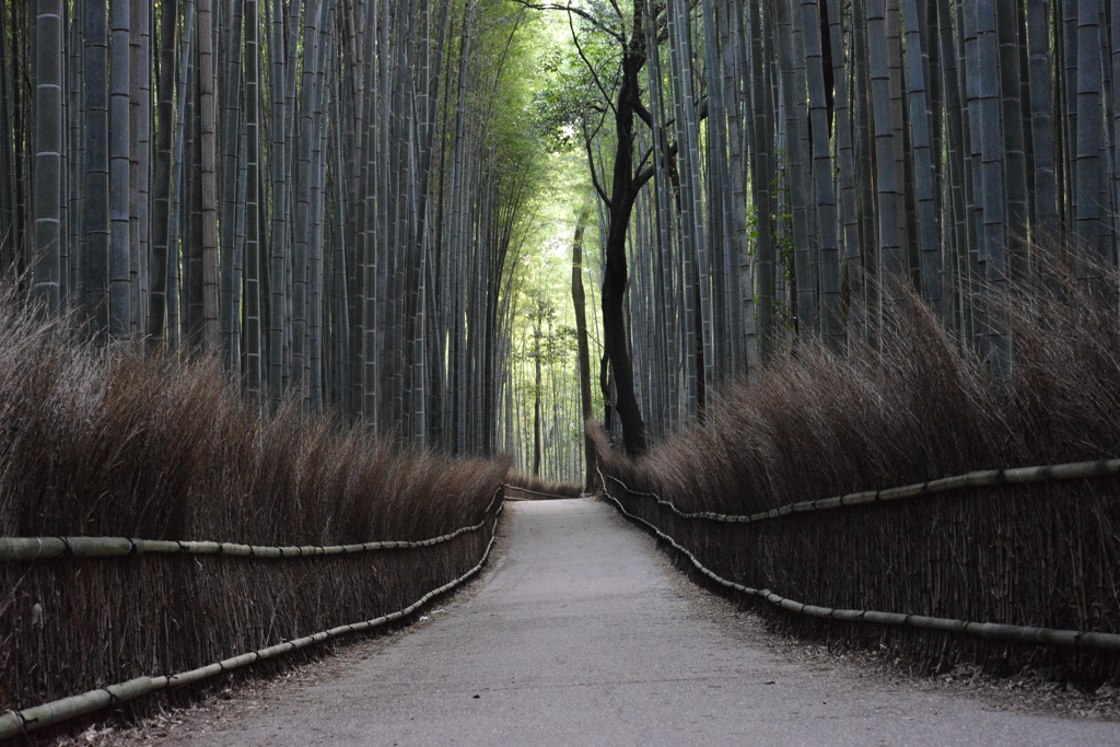 嵯峨野