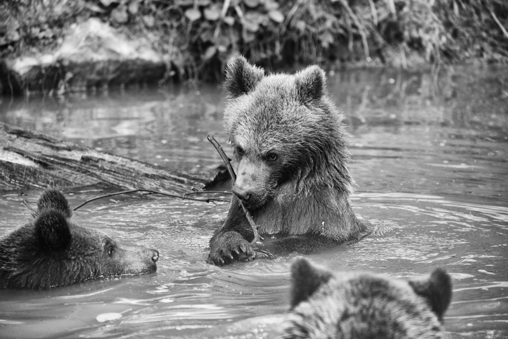 子グマたち　２