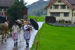 牛のコンテスト２