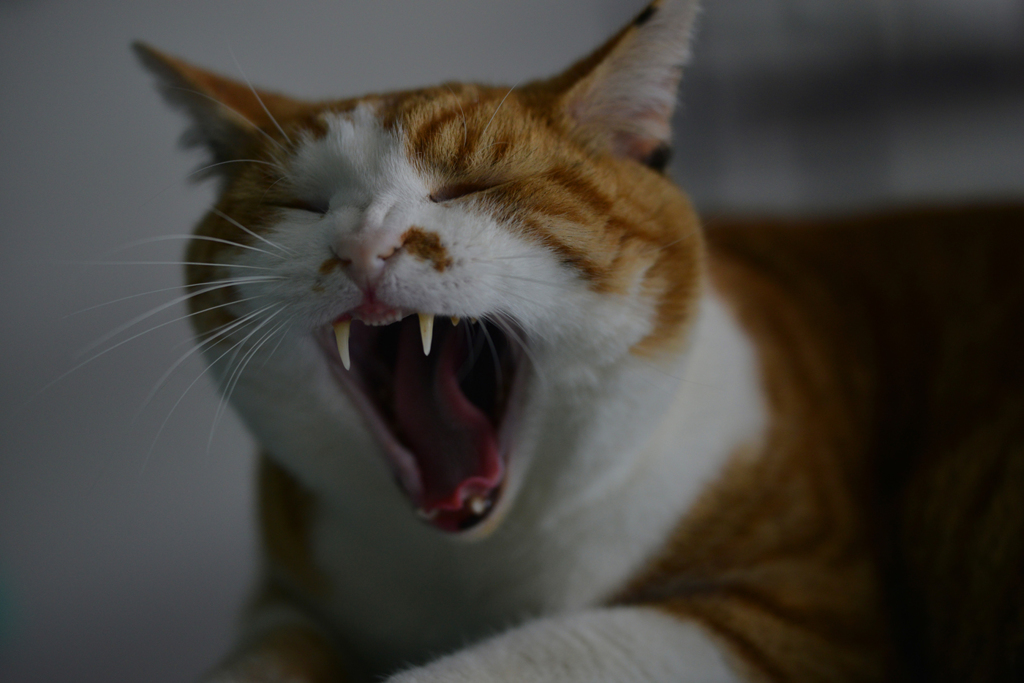 あ〜たいくつ〜〜