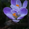春の花１
