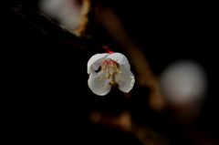 春のサイン　１