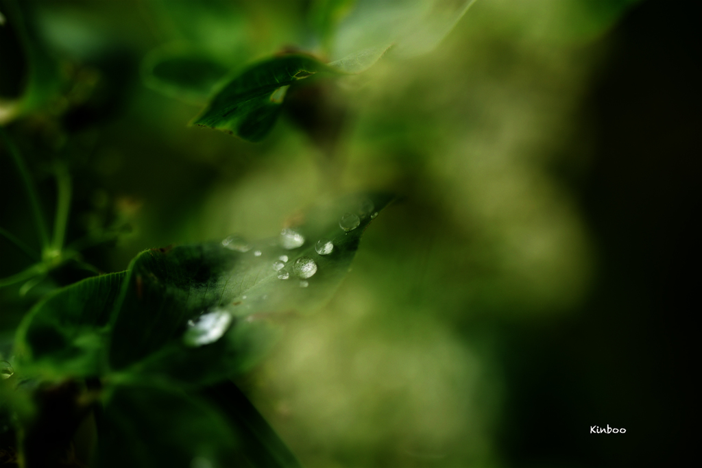 近くへ散歩　１