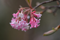 花（これは何でしょう？）