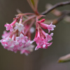 花（これは何でしょう？）