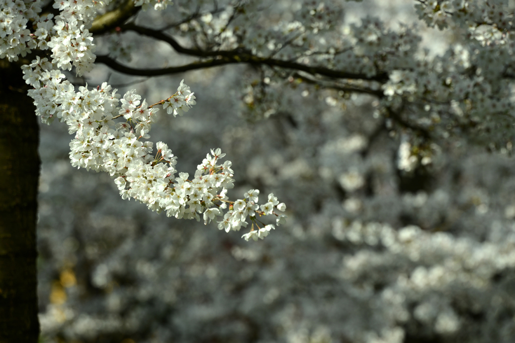 スイスの桜２