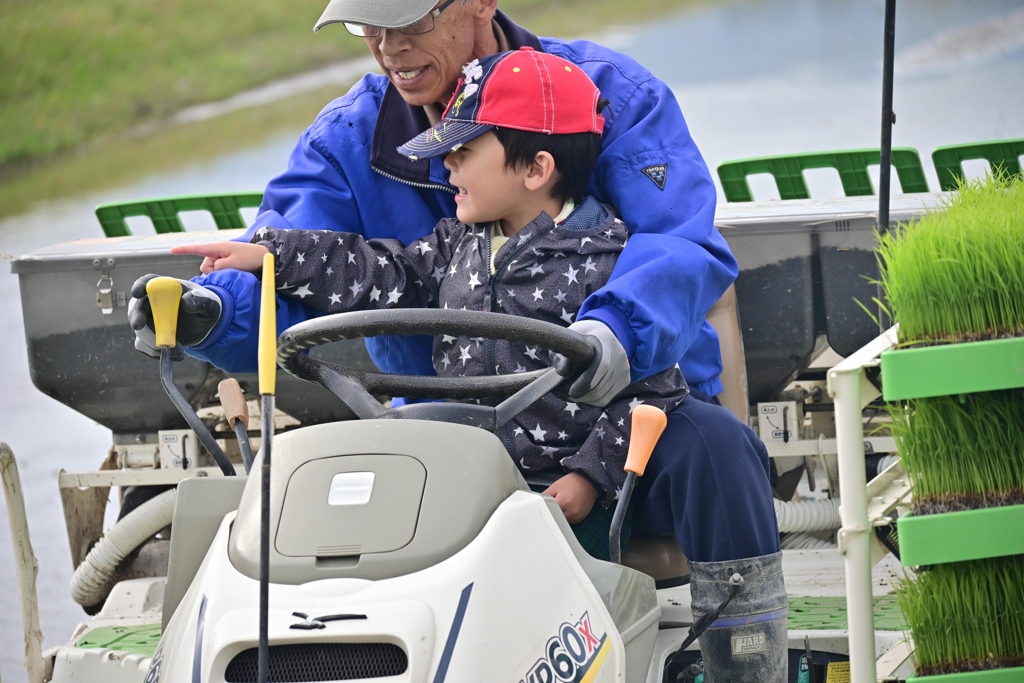 田植え