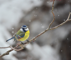 雪と小鳥