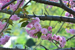 桜