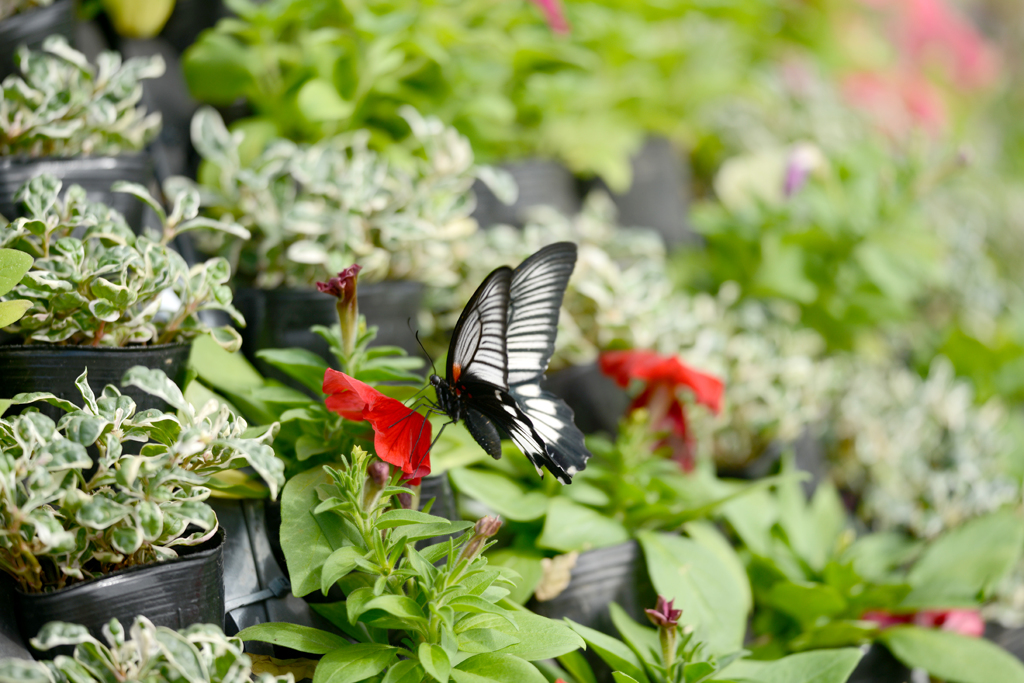 沖縄の想い出　２