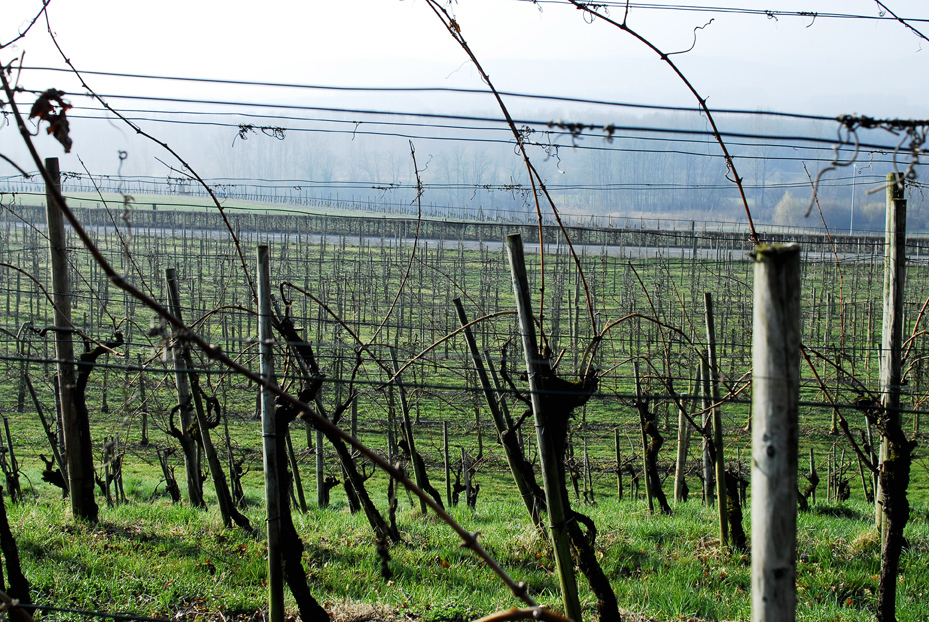 ワイン畑