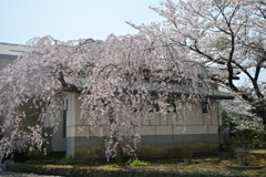 枝垂れ桜