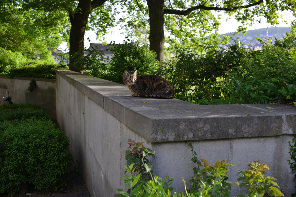 朝のチューリッヒ４