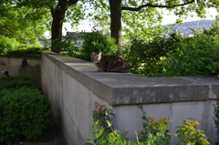 朝のチューリッヒ４