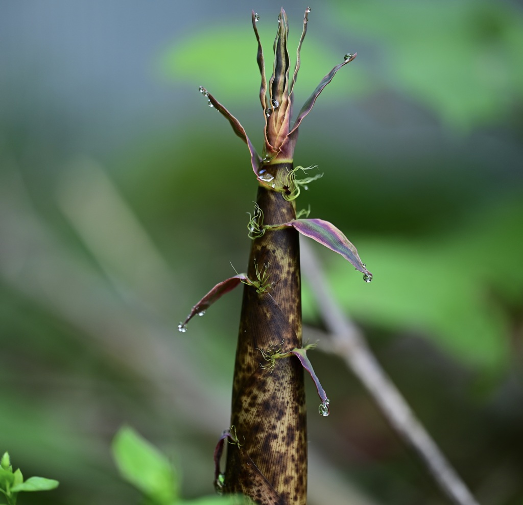 タケノコ