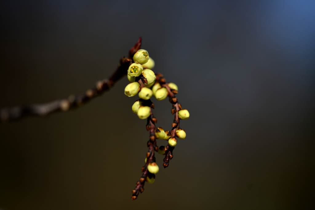 なんだろう〜？２　（キブシ）