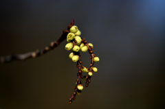 なんだろう〜？２　（キブシ）