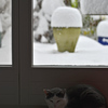 雪