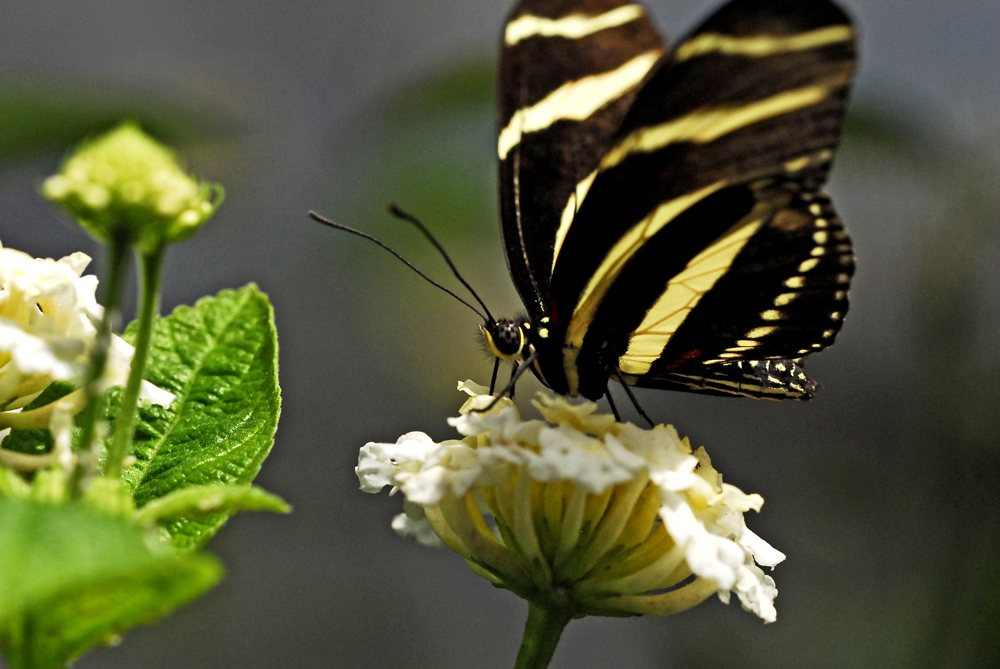 ガーデンセンターで