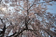 枝垂れ桜